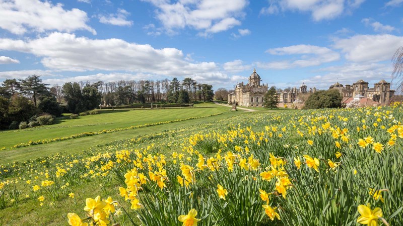 Daffodils at Castle Howard in Yorkshire