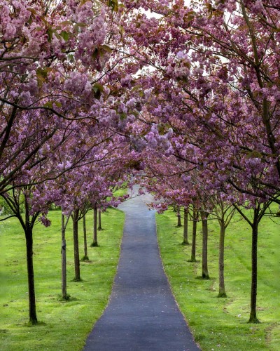 An avenue of Cherry blossom in Plymouth