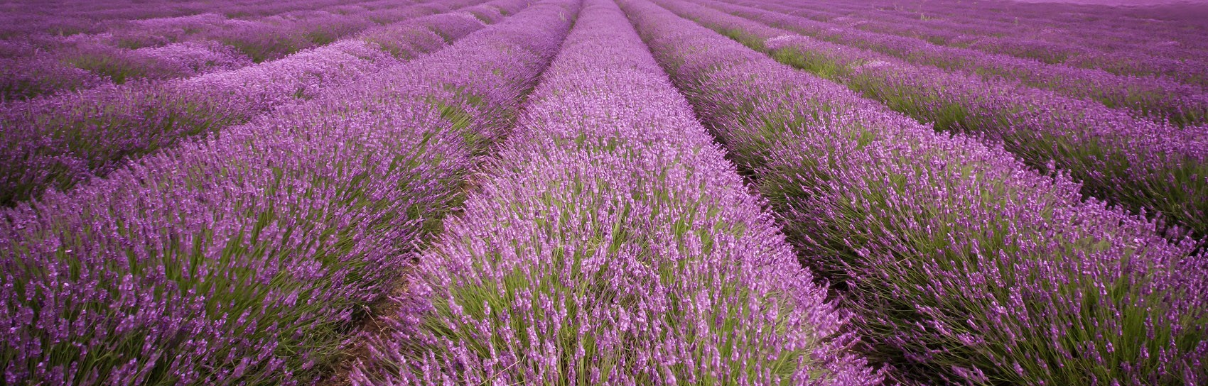 Hitchin Lavender in Hertfordshire. Photograph by GRAHAM CUSTANCE