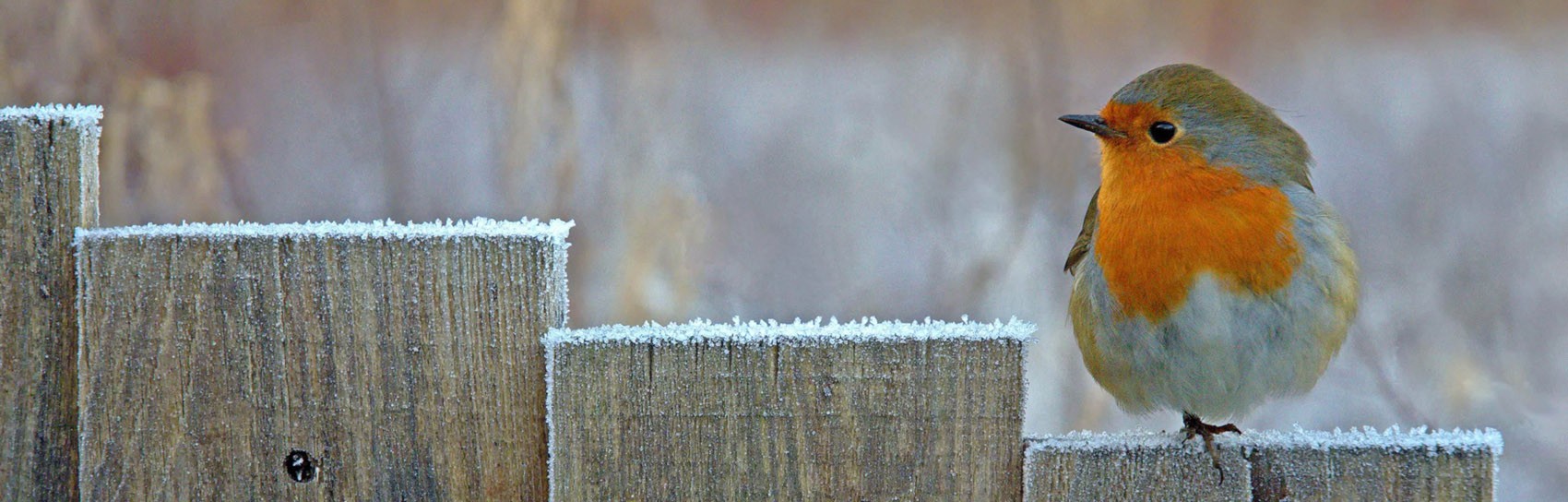 Robin sitting on a frosty fence in Devon. Photograph by ALEX GRAEME