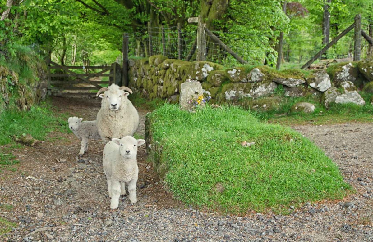 Sheep at Jay's Grave