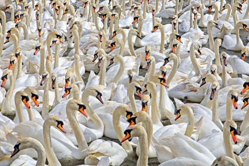Abbotsbury Swans
