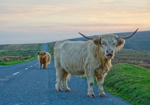 Highland Cattle Dartmoor