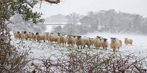Sheep in the  Snow Devon