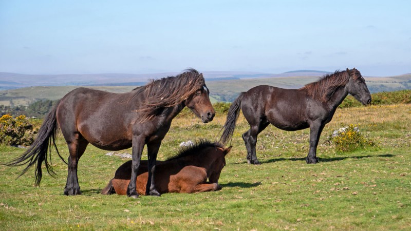 Ponies enjoying a sunny day on Dartmoor