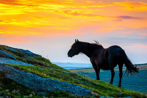 Dartmoor pony in the flames of sunset