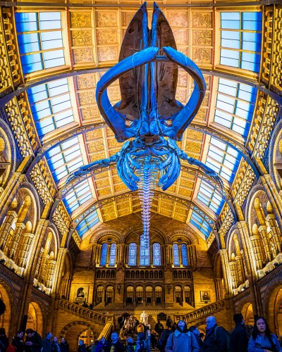 Fabulous Hintze hall of the Natural History Museum