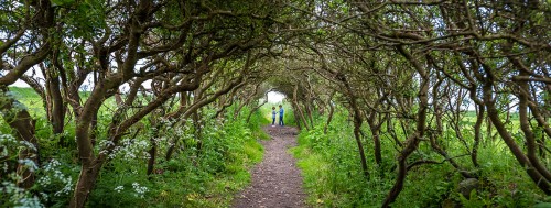 Green tunnel at the Pembrokeshire coast path