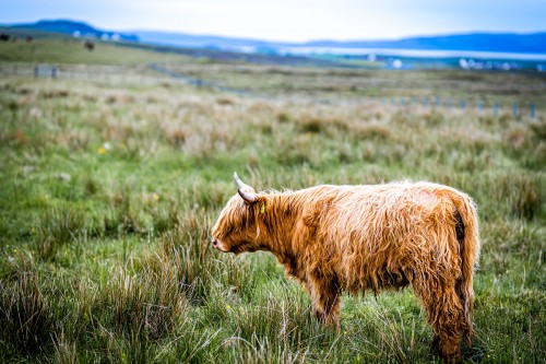 Hairy cow of the isle of Skye