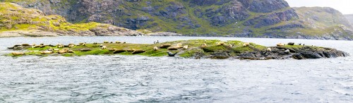 Lazy seals of the Isle of Skye