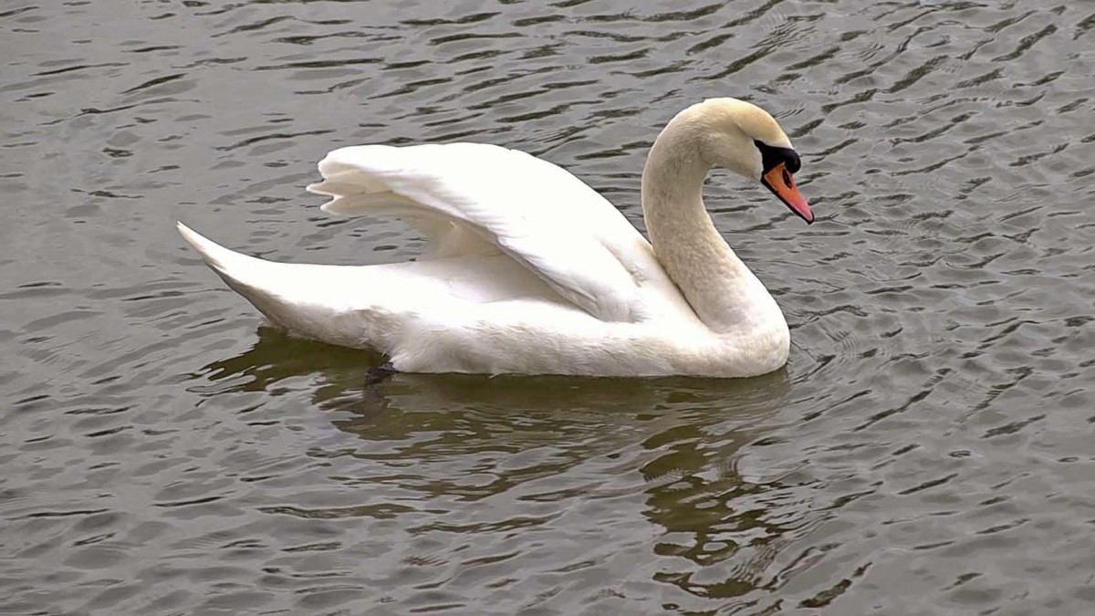 A swan on the River Severn