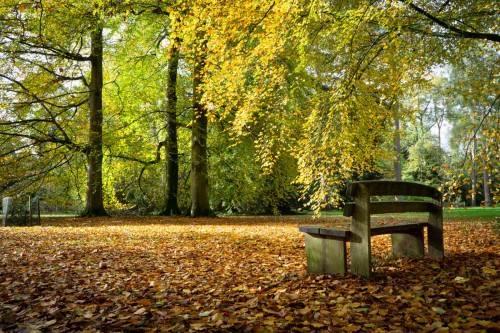 Westonbirt Arboretum in the autumn