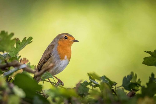 A Robin in the Hedgerow