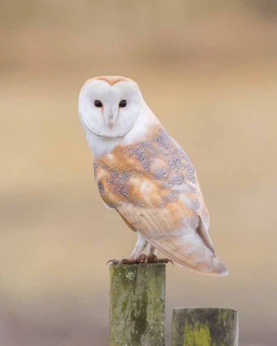 Barn Owl on a post
