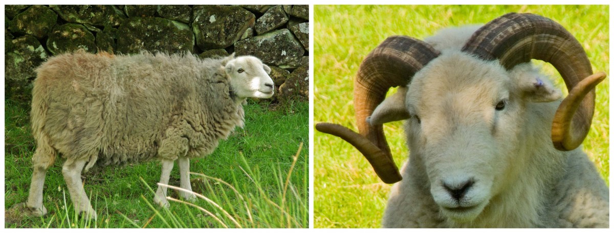 A Herdwick Ewe and a Hardwick Ram