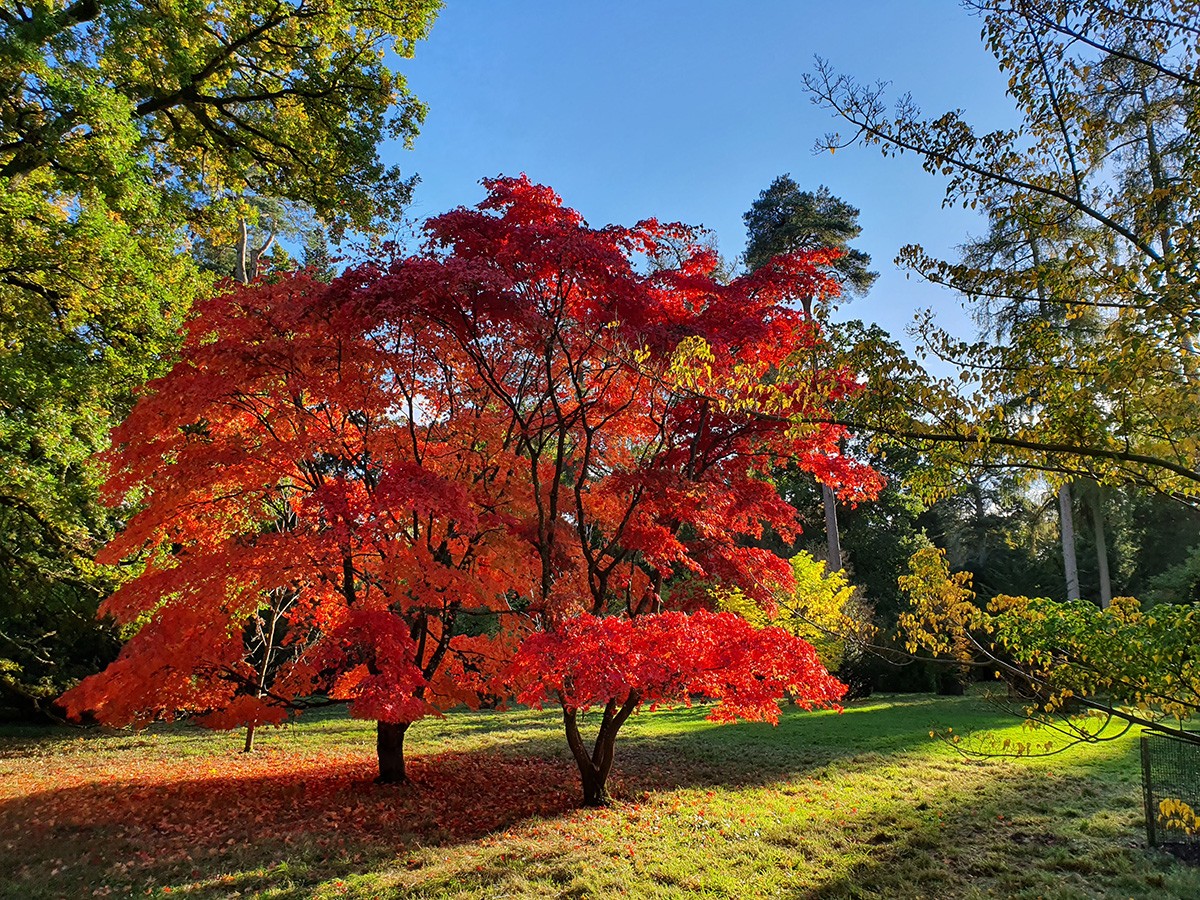 Westonbirt Arboretum in October