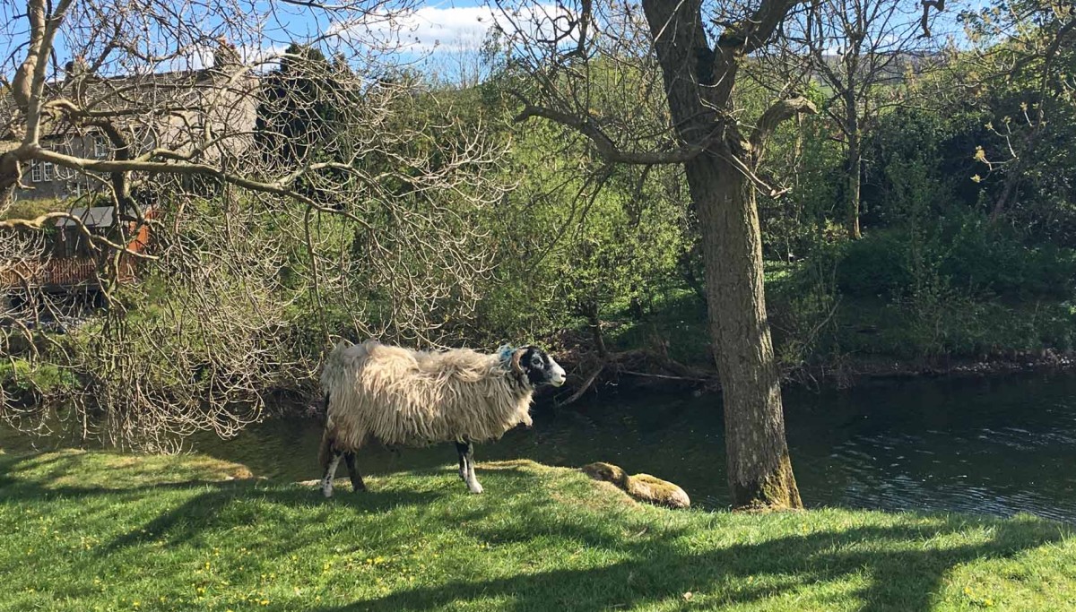 A Swaledale Sheep in the shade