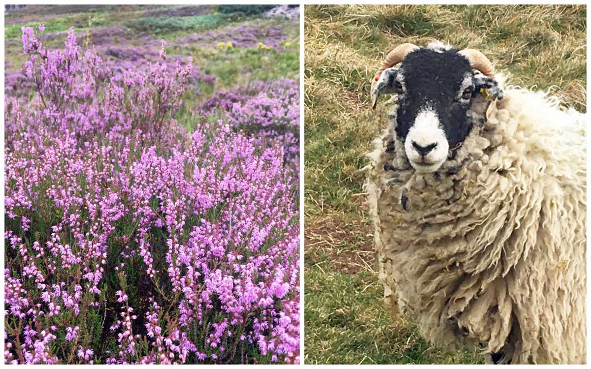 Heather in Yorkshire and a Swaledale Sheep