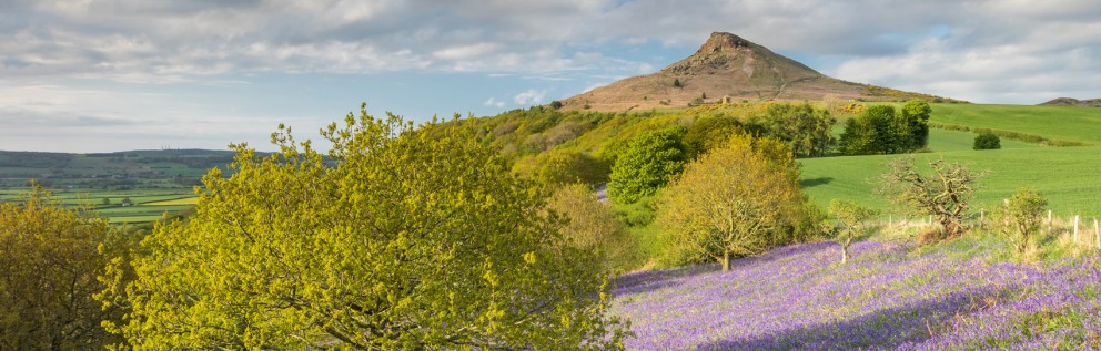 Bluebells at Roseberry Topping in Yorkshire