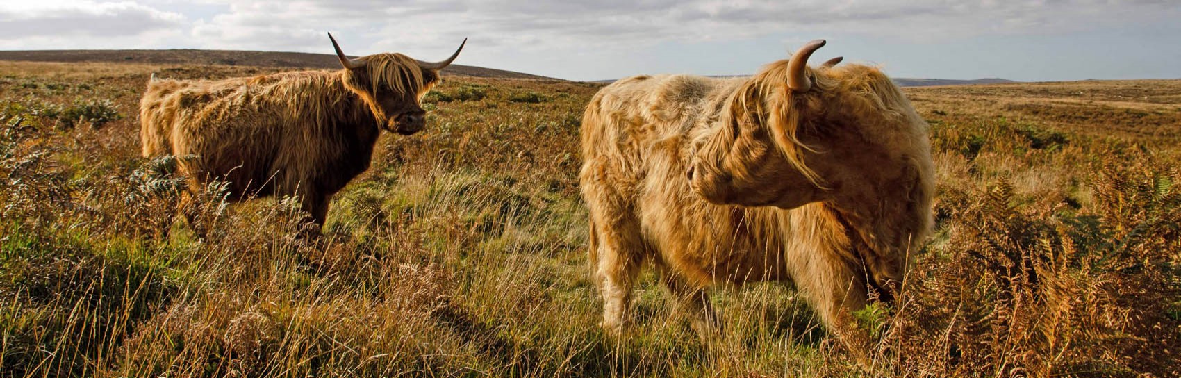 Highland Cattle on Dartmoor. Photograph by ALEX GRAEME