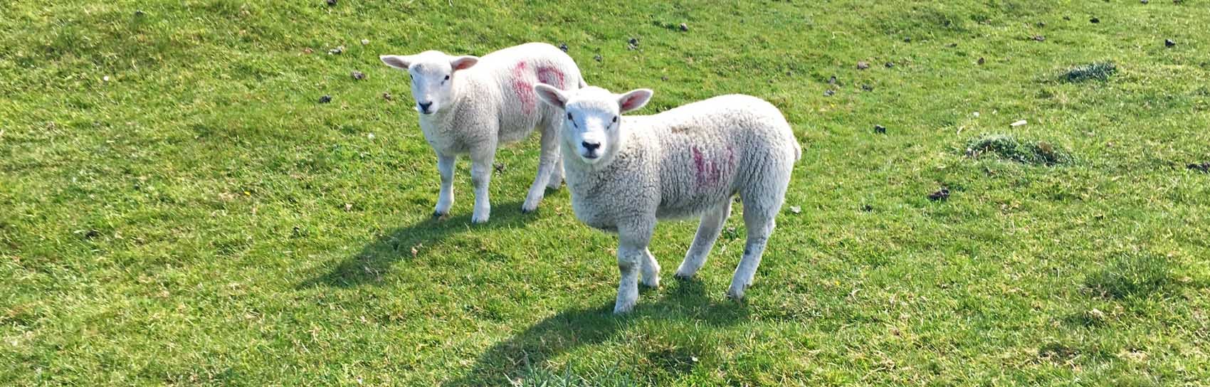 Lambs in Yorkshire. Photograph by SARAH COWLING