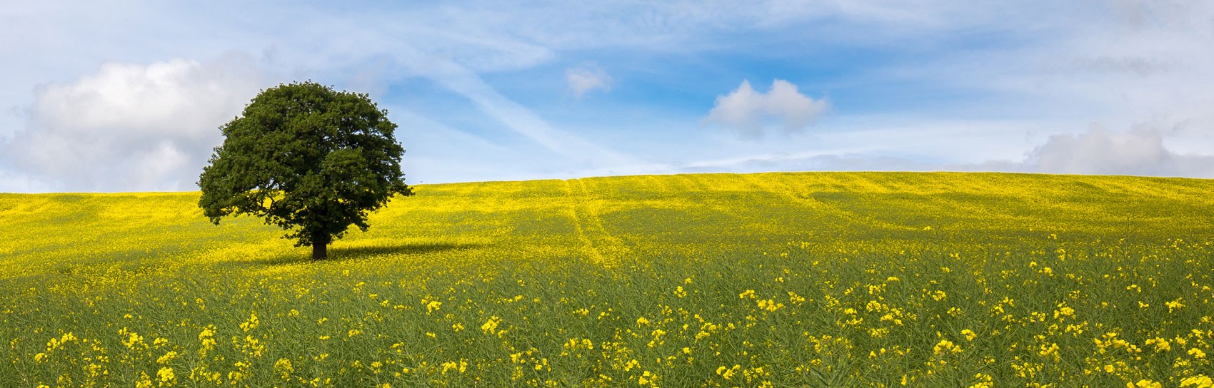 Lone tree, rapeseed field, Wooley. Photograph by DAVE ZDANOWICZ