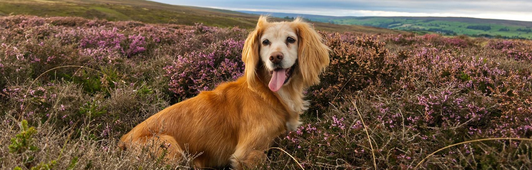 North York Moors Dog. Photograph by ANDY CARNE