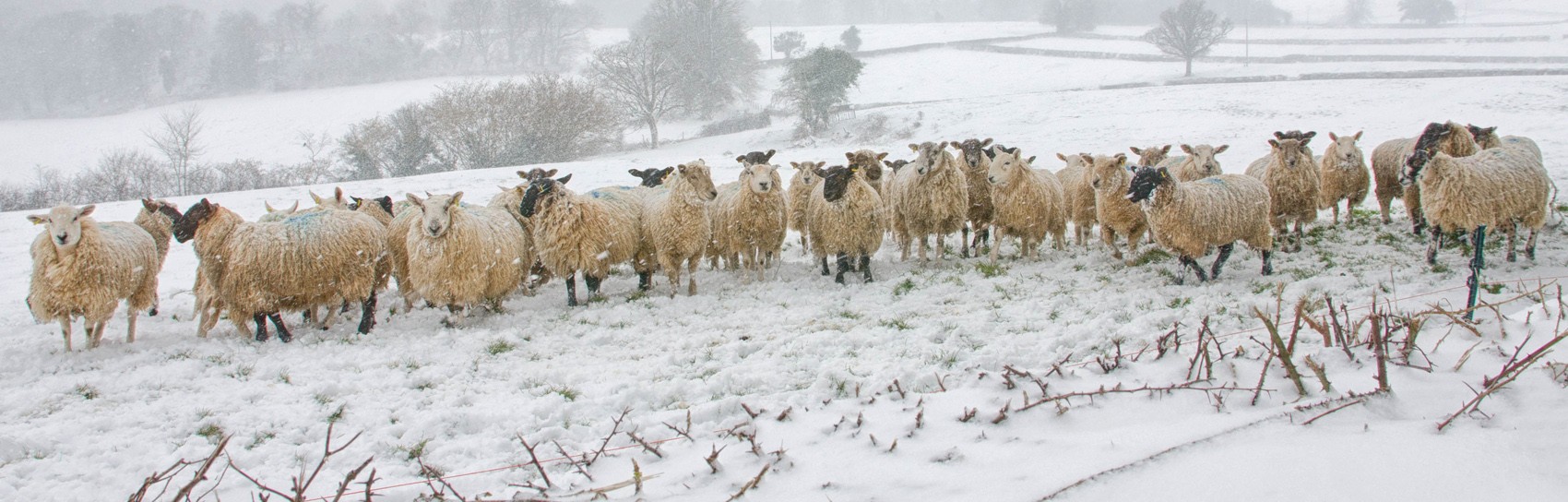 Sheep in the snow near Denbury, in Devon. Photograph by ALEX GRAEME
