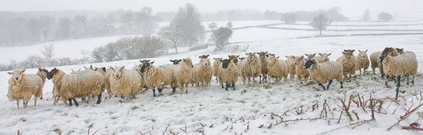 Sheep near Wrenwell Cross. Photograph by ALEX GRAEME